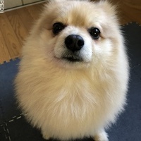 チャーリーくん