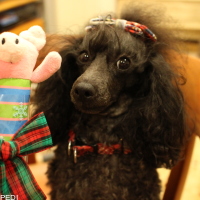 アンジュちゃん