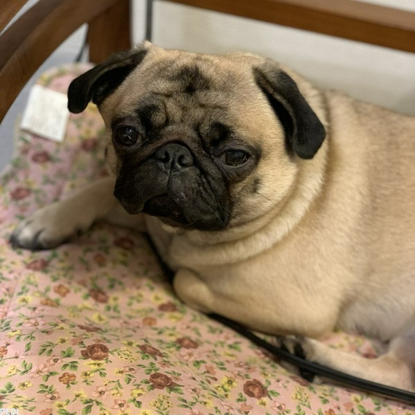 メリーベルちゃん