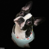 ユンカースくん