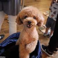 ちゃちゃまるくん