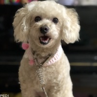 ハッピーちゃん