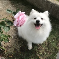 わたあめちゃん