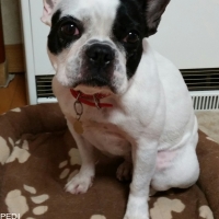 日下田会長ちゃん