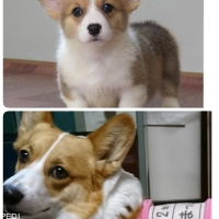 まっしもちゃん