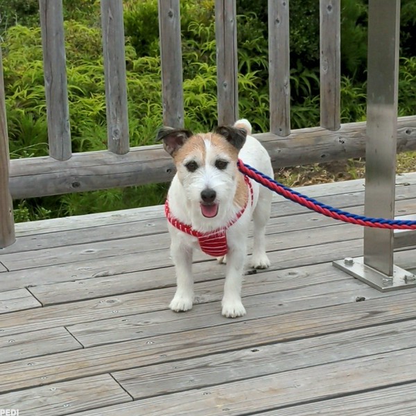 シルフィーちゃん