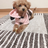 ドルトンちゃん