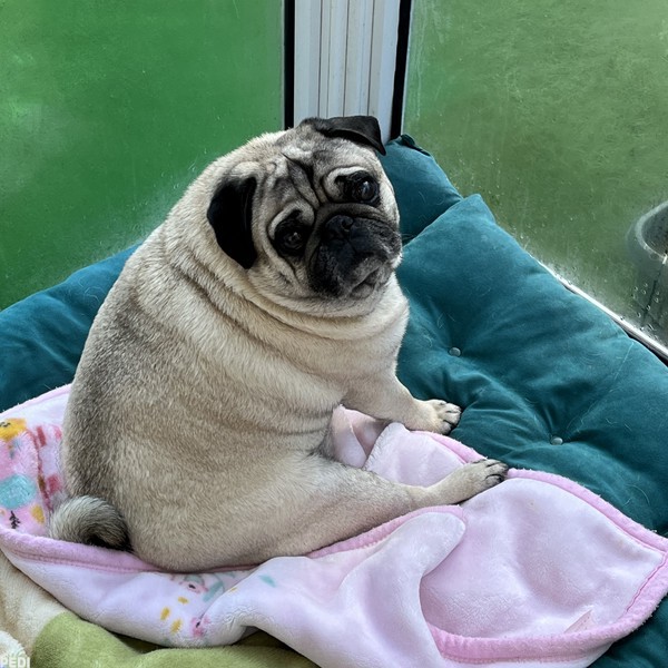 ヘラクレスくん