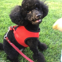 チャーリーくん