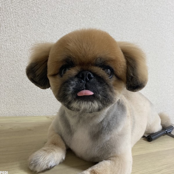 ちゃちゃまるくん