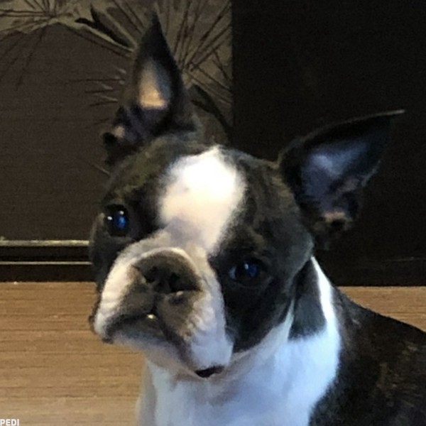 バッちゃん：BAZUくん