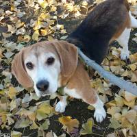 グレイスちゃん