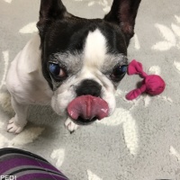 ウインディちゃん