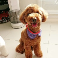 ショコラちゃん