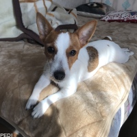 テキーラちゃん