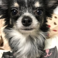 ぷっちょちゃん