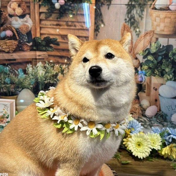 ひまわりちゃん