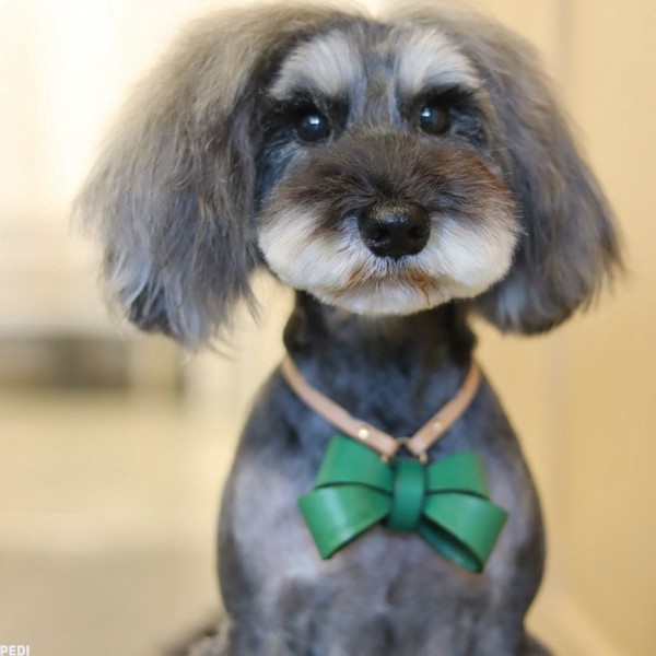 アレックスくん