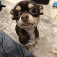 ここあちゃん