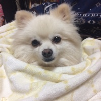 ネネちゃん