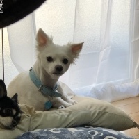 つばきくん