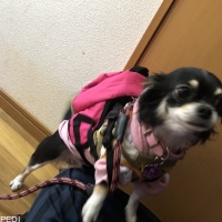 さくらちゃん