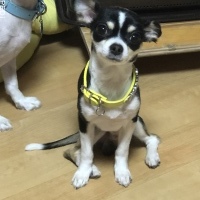もみじくん