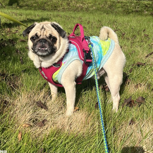 ポセイドンくん