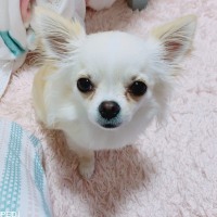 ももちゃん
