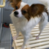 リッくん