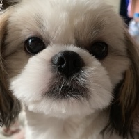 はなちゃん