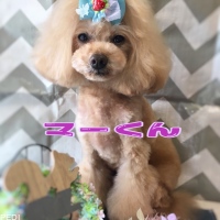マフィンくん