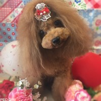 てんちゃん