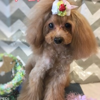 アーニャちゃん