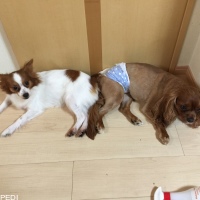 しゃくちゃん