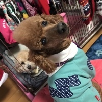 アポロくん