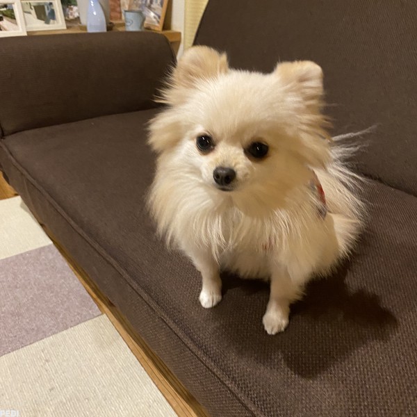 ののちゃん