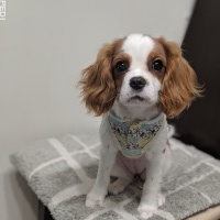 ベルちゃん