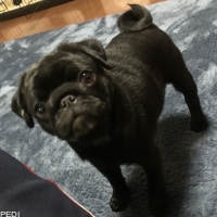 ふぐちゃん