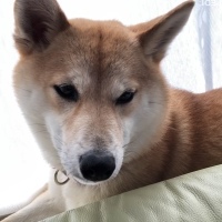 チャイちゃん