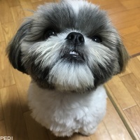 ルークくん