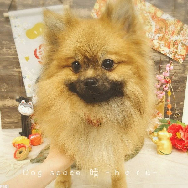 シンバくん