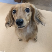 ひまわりちゃん
