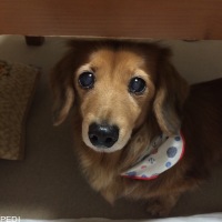 ふぅちゃん