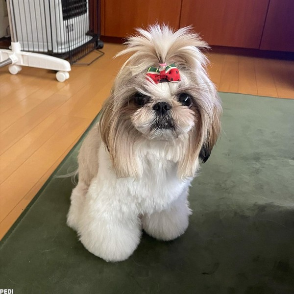 ベルちゃん