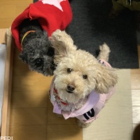 アプリちゃん