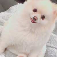 ハリーくん
