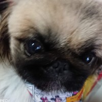 レーヌちゃん