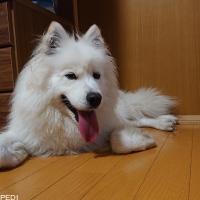 れもんちゃん