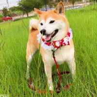 こゆきちゃん